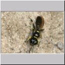 Crossocerus sp - Grabwespe 10b 6mm.jpg